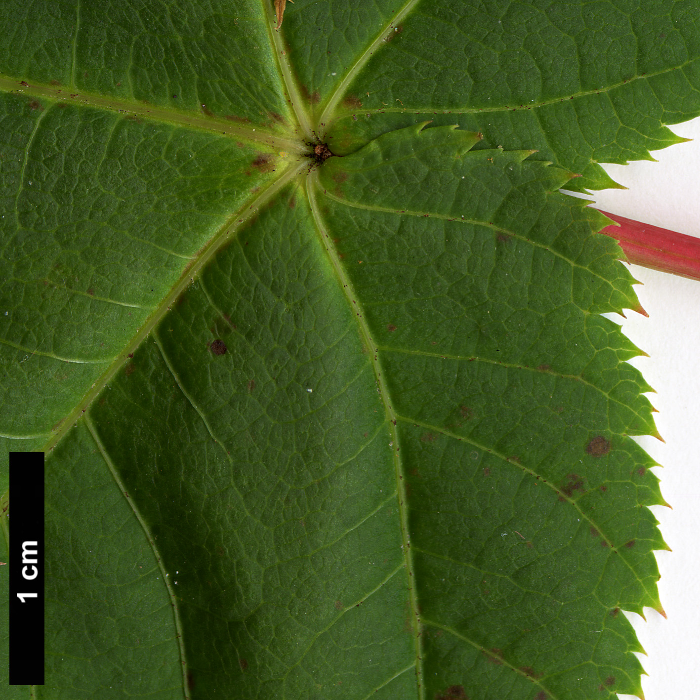 High resolution image: Family: Sapindaceae - Genus: Acer - Taxon: HWJ 569